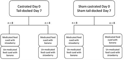 Can Lambs in Pain Identify Medicated Feed?
